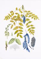 Decaisnea fargesii (Blue Sausage Shrub)